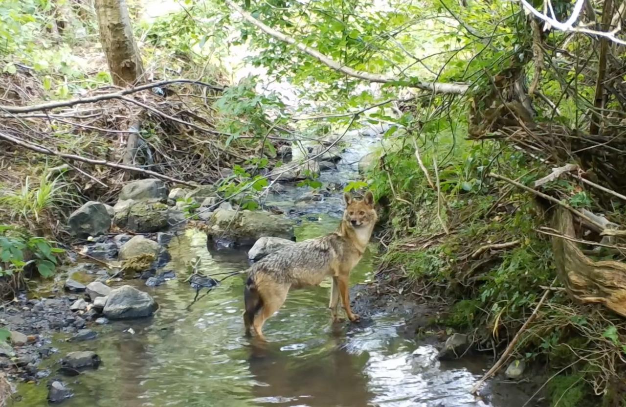 Jackal captured by Camera traps installed in Istanbul’s forests to document the natural lives of many species. (AA Photo)