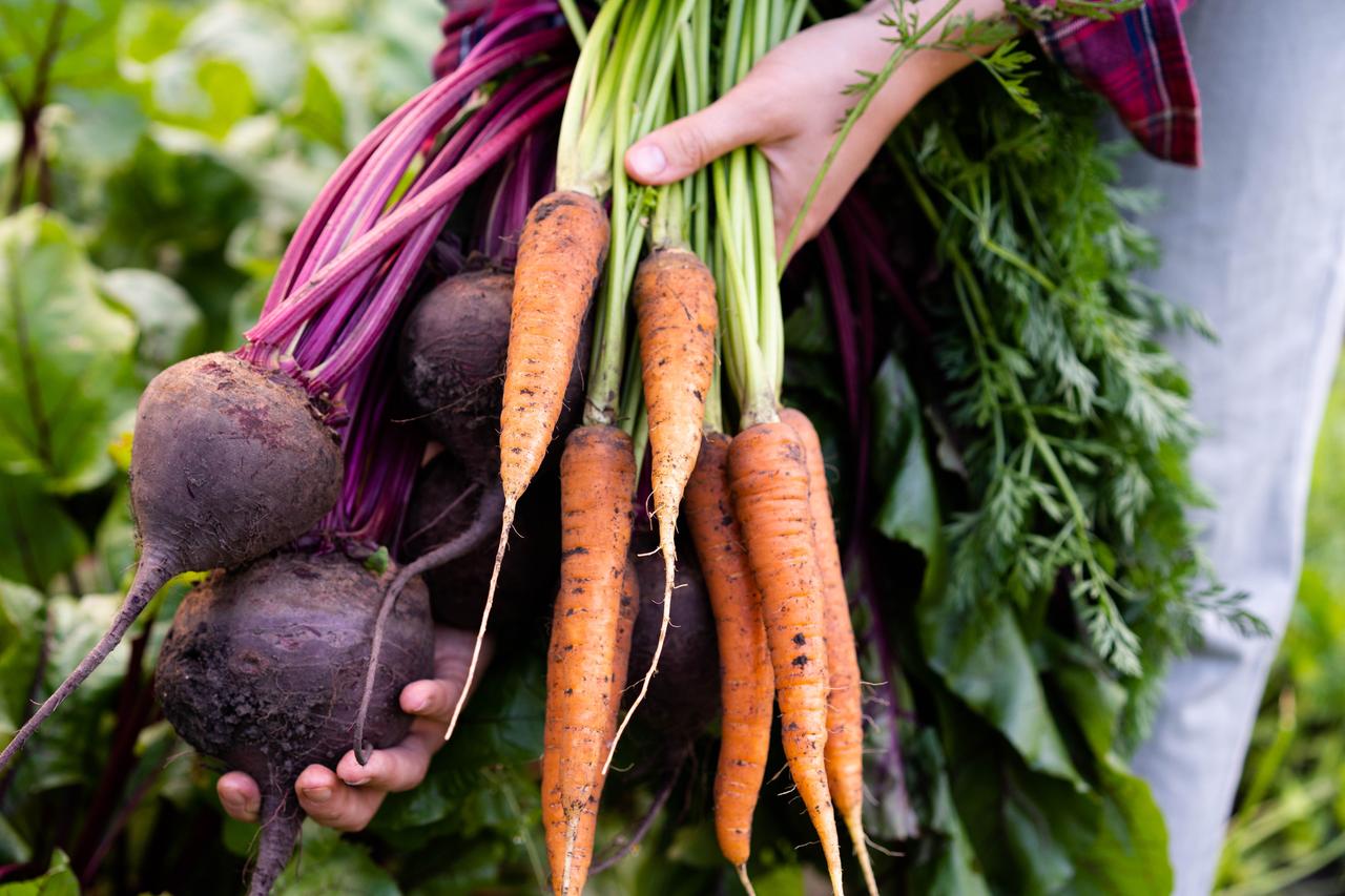 A person holds freshly harvested carrots and beets in a vegetable garden. (Adobe Stock Photo)