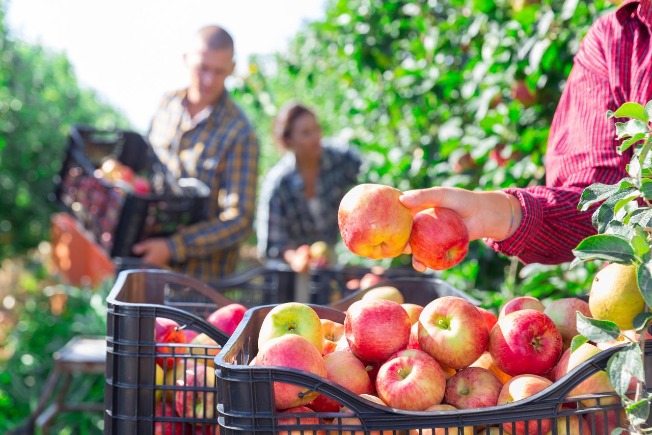 Farm workers sort freshly harvested apples into crates at an orchard. (Adobe Stock Photo)