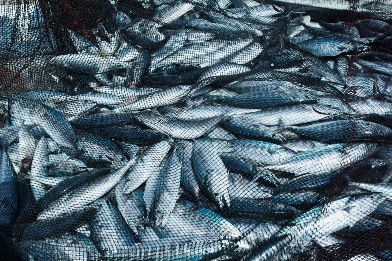 Dozens of fish caught in a net. (Adobe Stock Photo)