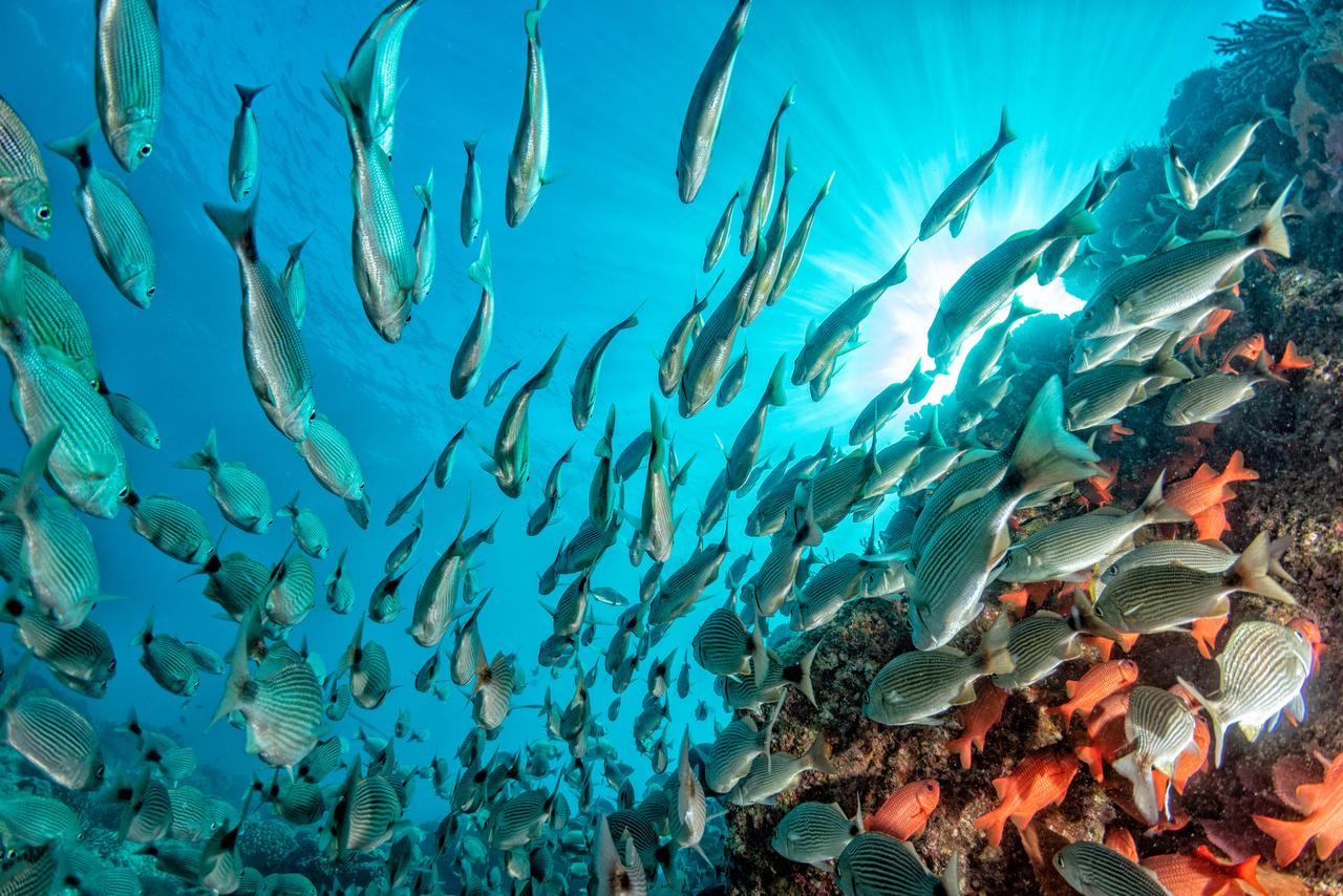 A school of fish swims above a coral reef in clear tropical waters. (Adobe Stock Photo)