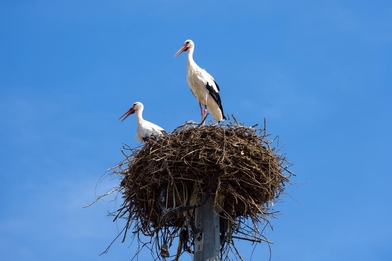 Stork Atlas completes 2,000-km migration to Egypt