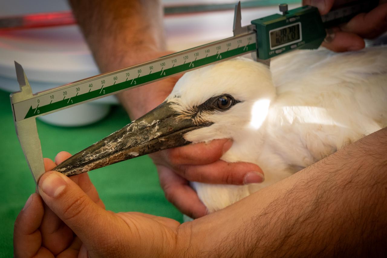 Officials measure Atlas, a stork born at Ormanya Wildlife Park in Kocaeli, Türkiye, as part of monitoring and research efforts before its migration, Sept. 5, 2026. (AA Photo)