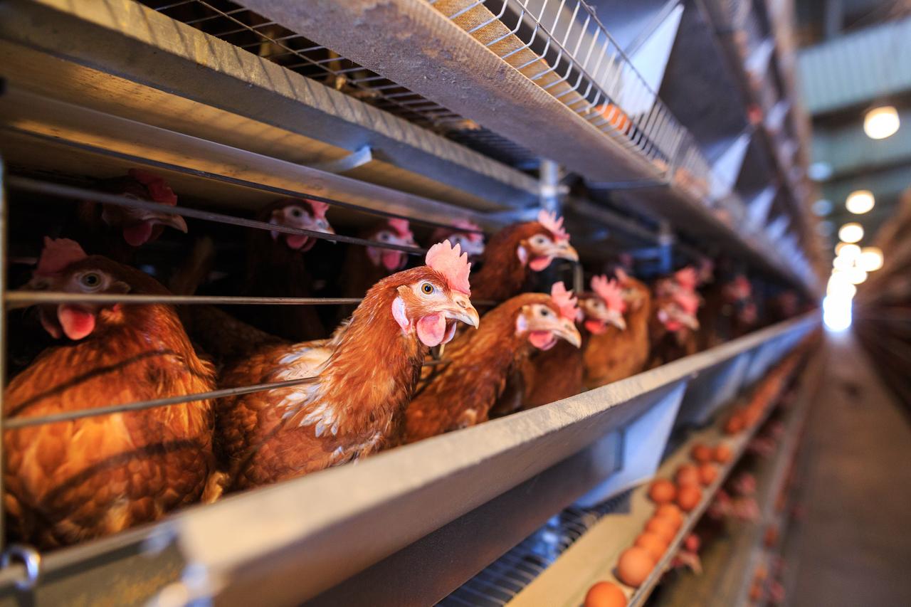 Red chickens seated in special cages. (Photo via Adobe Stock)