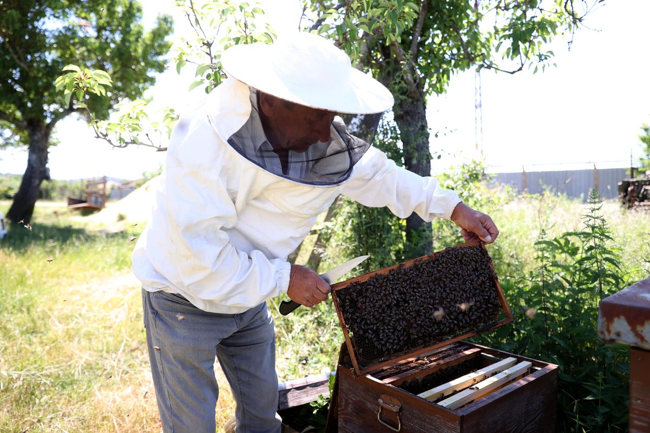 Ismail Cinar, wearing a beekeeping veil, holds up a honeycomb frame covered in bees at his apiary in the village of Kula, Kirklareli. (AA Photo)