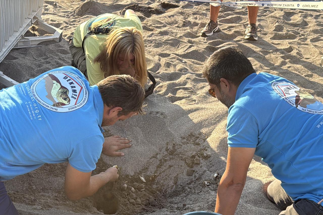 62 loggerhead hatchlings reach sea in Bodrum