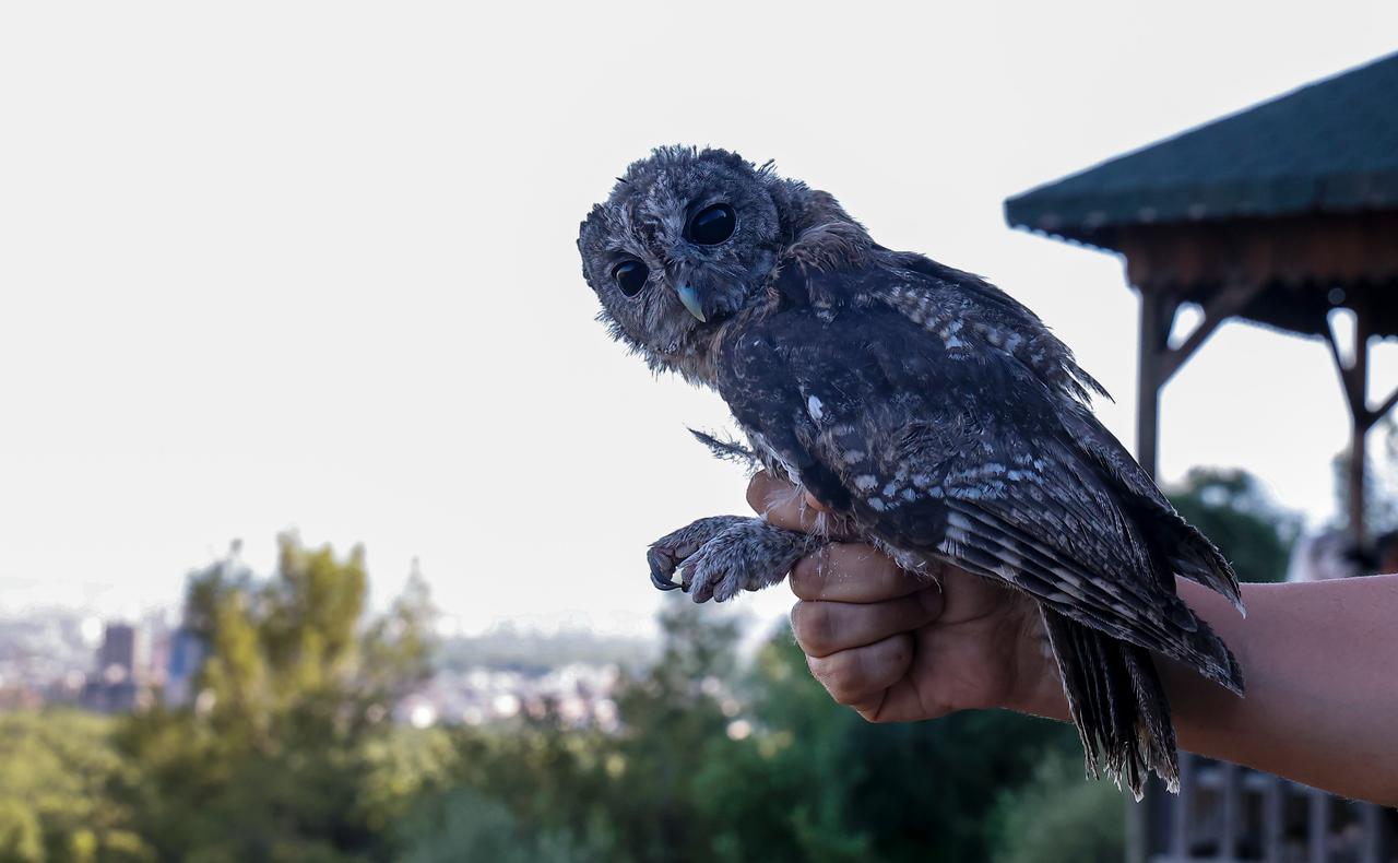 A rehabilitated tawny owl is held before being released back into the wild in Antalya, Türkiye. (AA Photo)