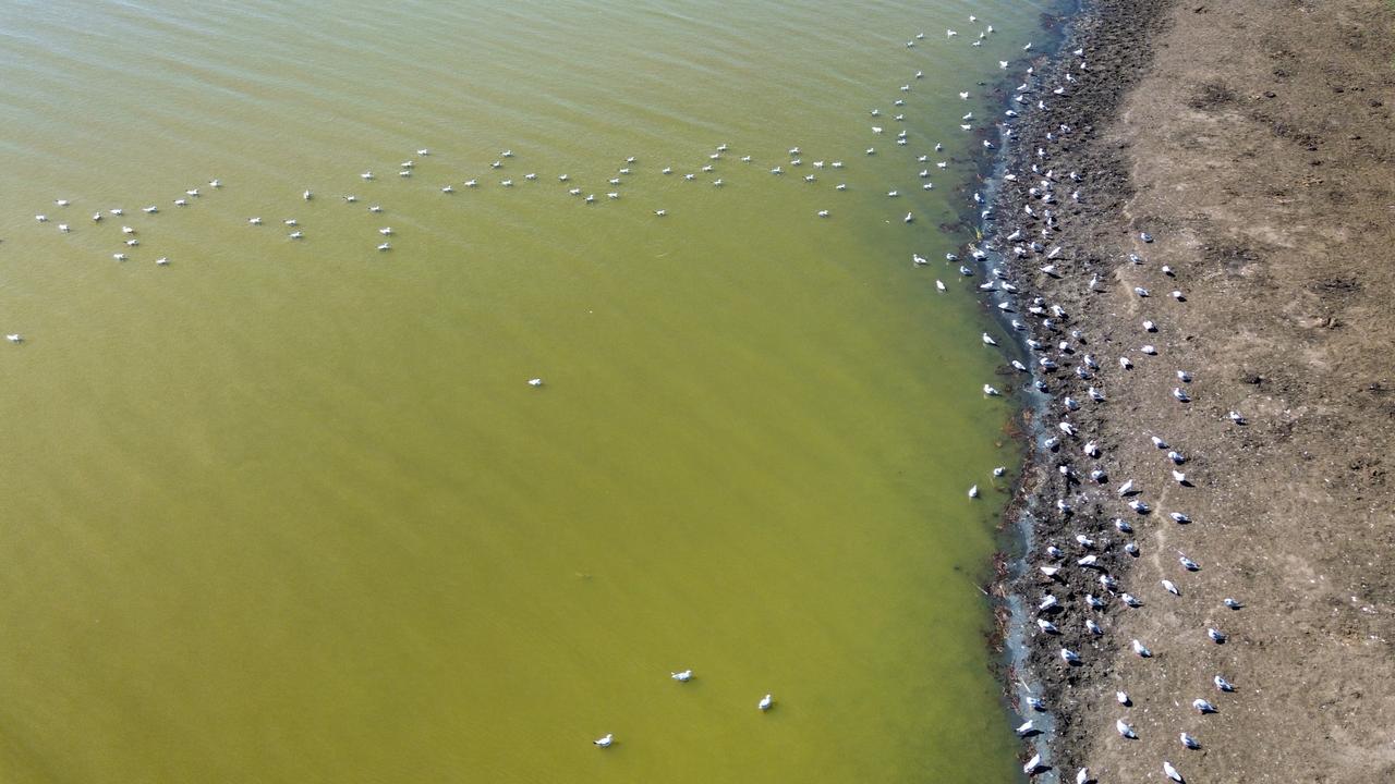 Thousands of migratory birds flock to Türkiye's Kizilirmak Delta