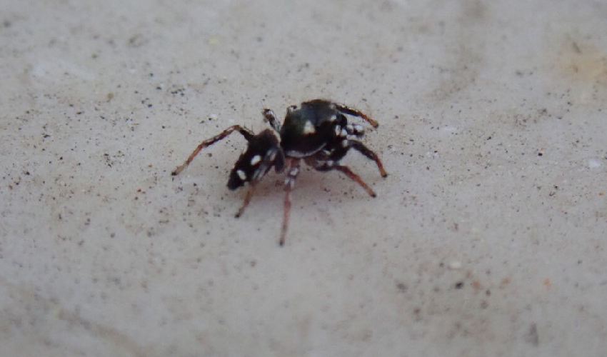 Turkish student discovers rare spider in Anatolia