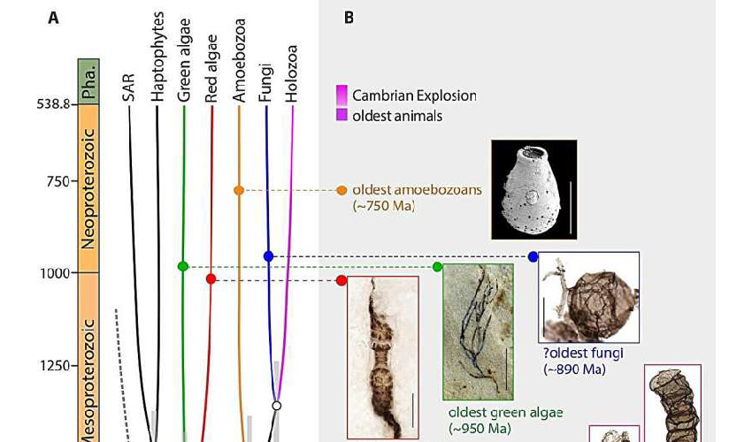 Chinese research reveals eukaryotes first became multicellular 1.63 billion years ago