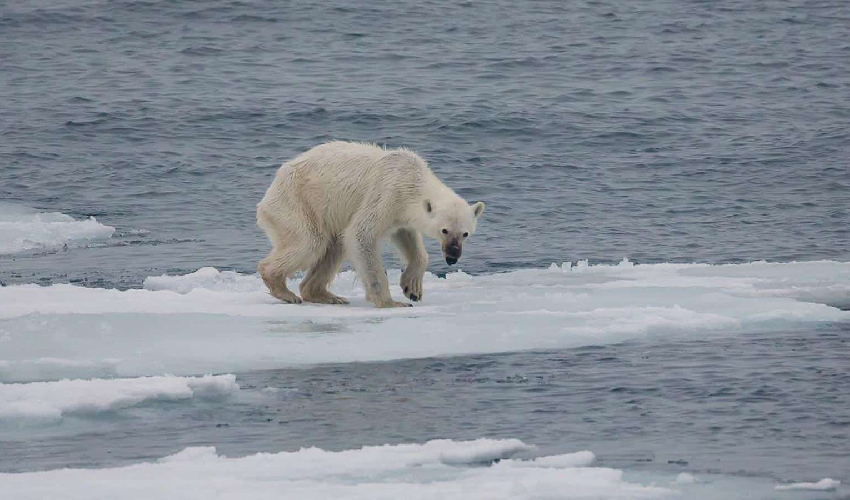 World experiences first 12 months with temperatures above 1.5C