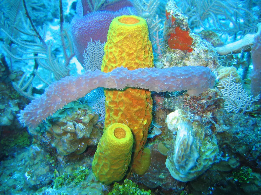Ocean sponge skeletons unveil deeper history of global warming