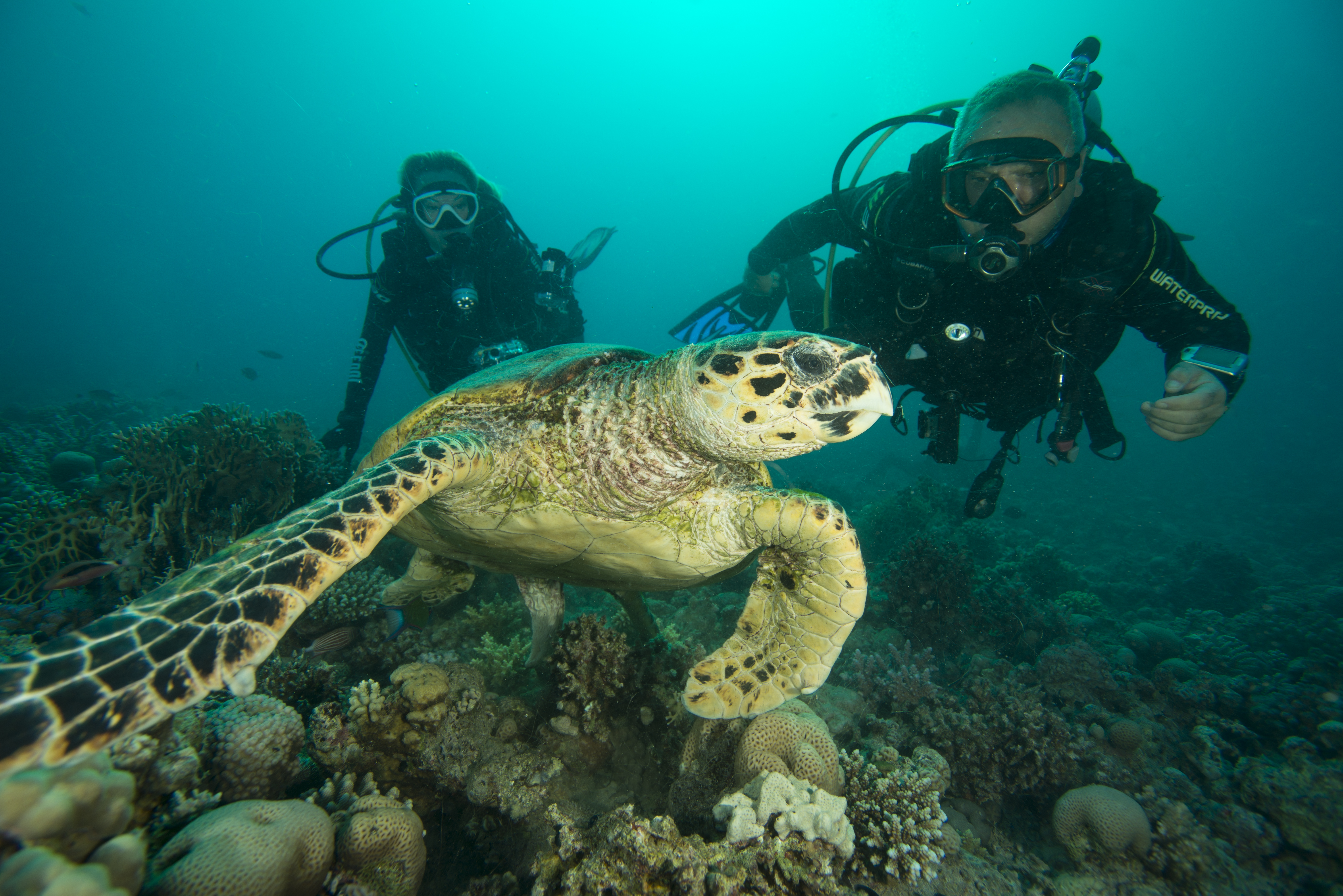 Video captures Red Sea turtles underwater