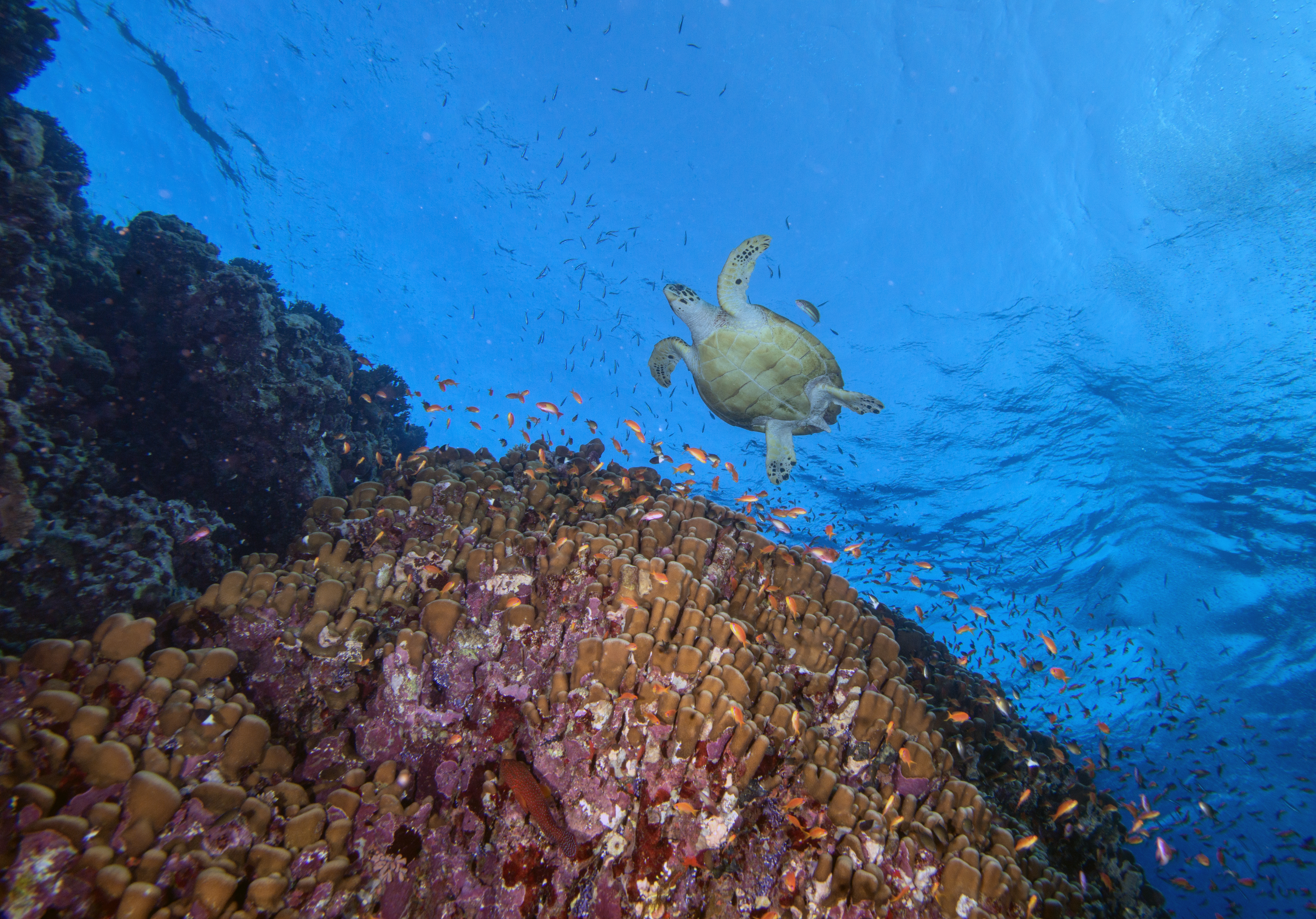 Video captures Red Sea turtles underwater