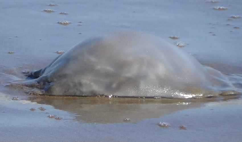 Surge in nomad jellyfish populations threatens Mediterranean fishing industry