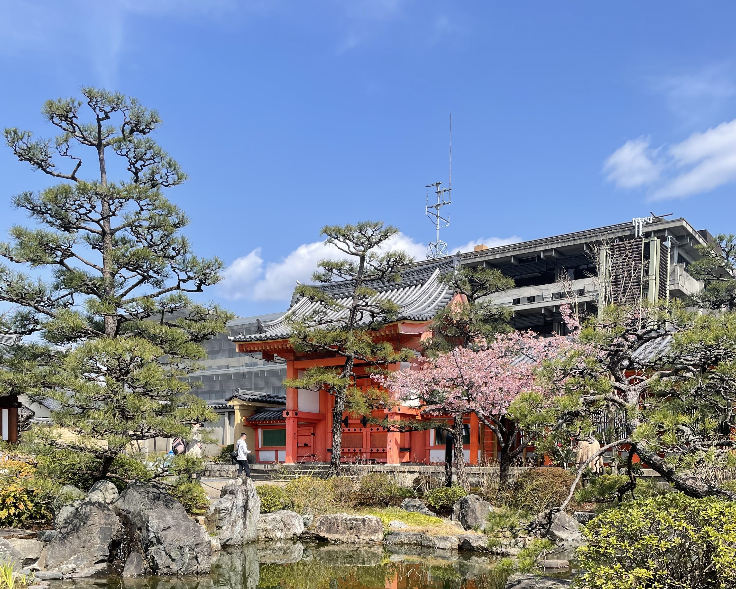 People flock to parks and temples as cherry blossoms bloom in Japan