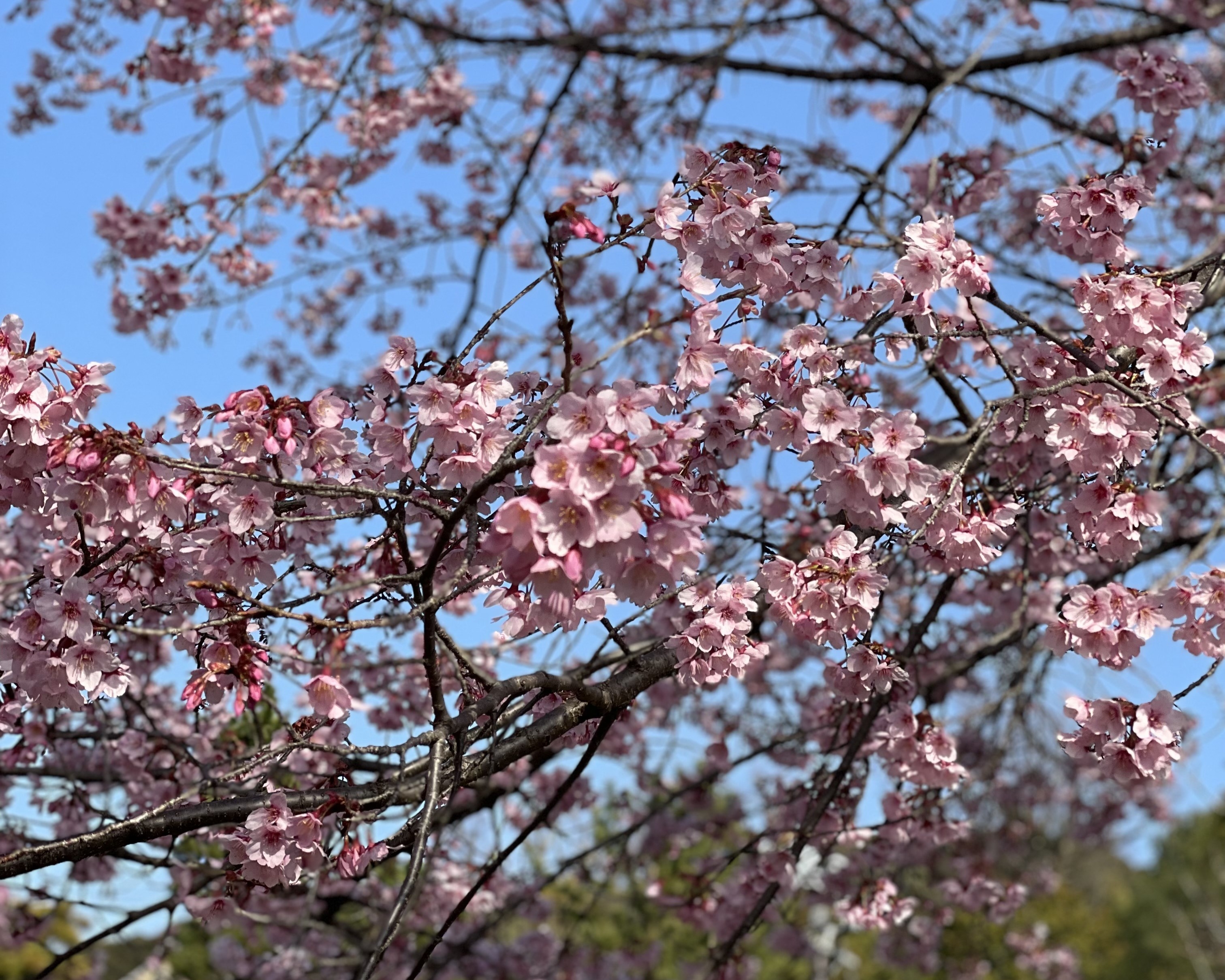 People flock to parks and temples as cherry blossoms bloom in Japan