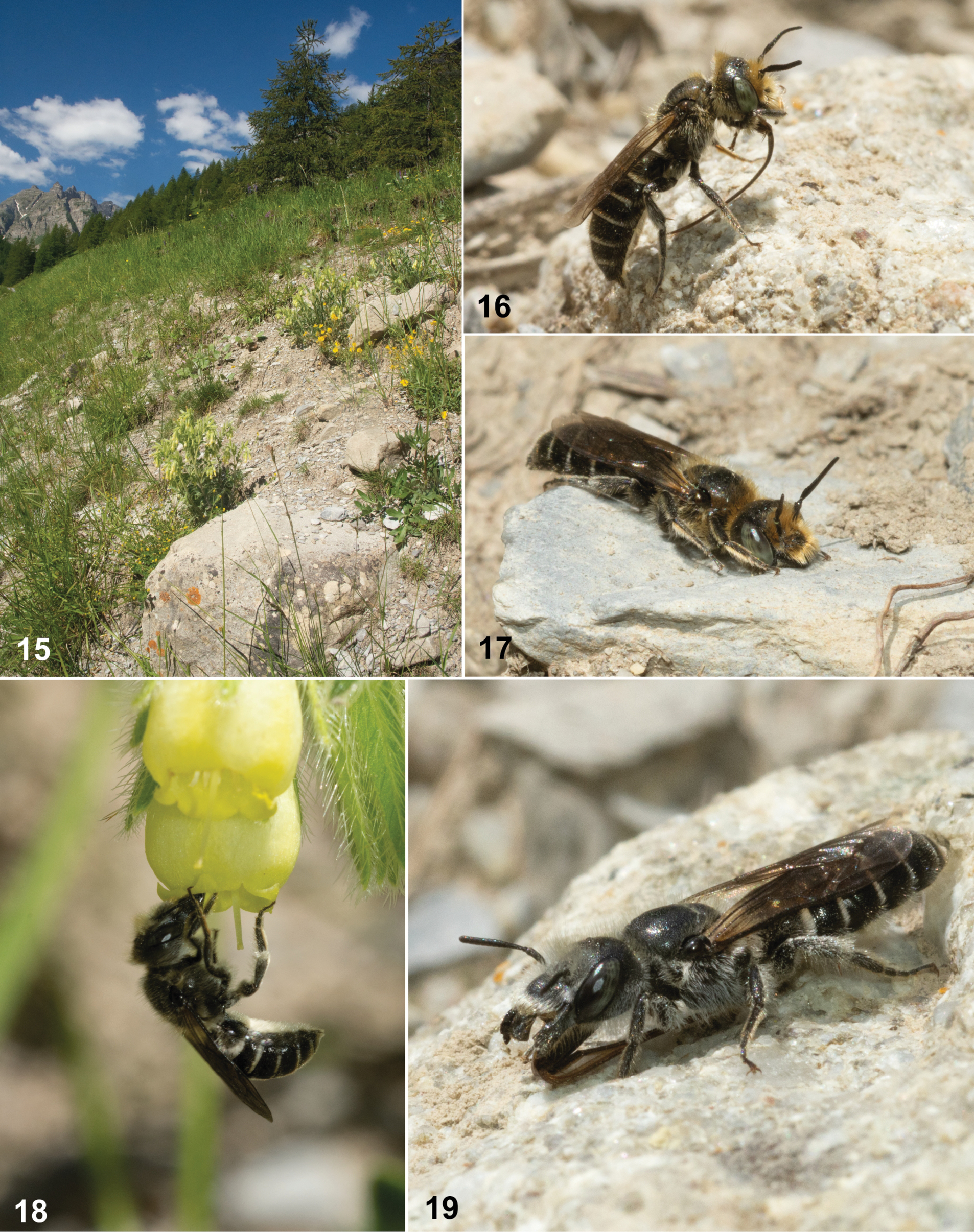 Rare bee species connects French Alps to Türkiye, Iraq
