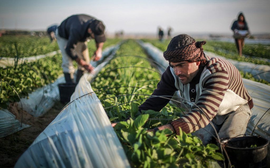 Palestine relies heavily on Turkish agricultural products amid Israeli blockade