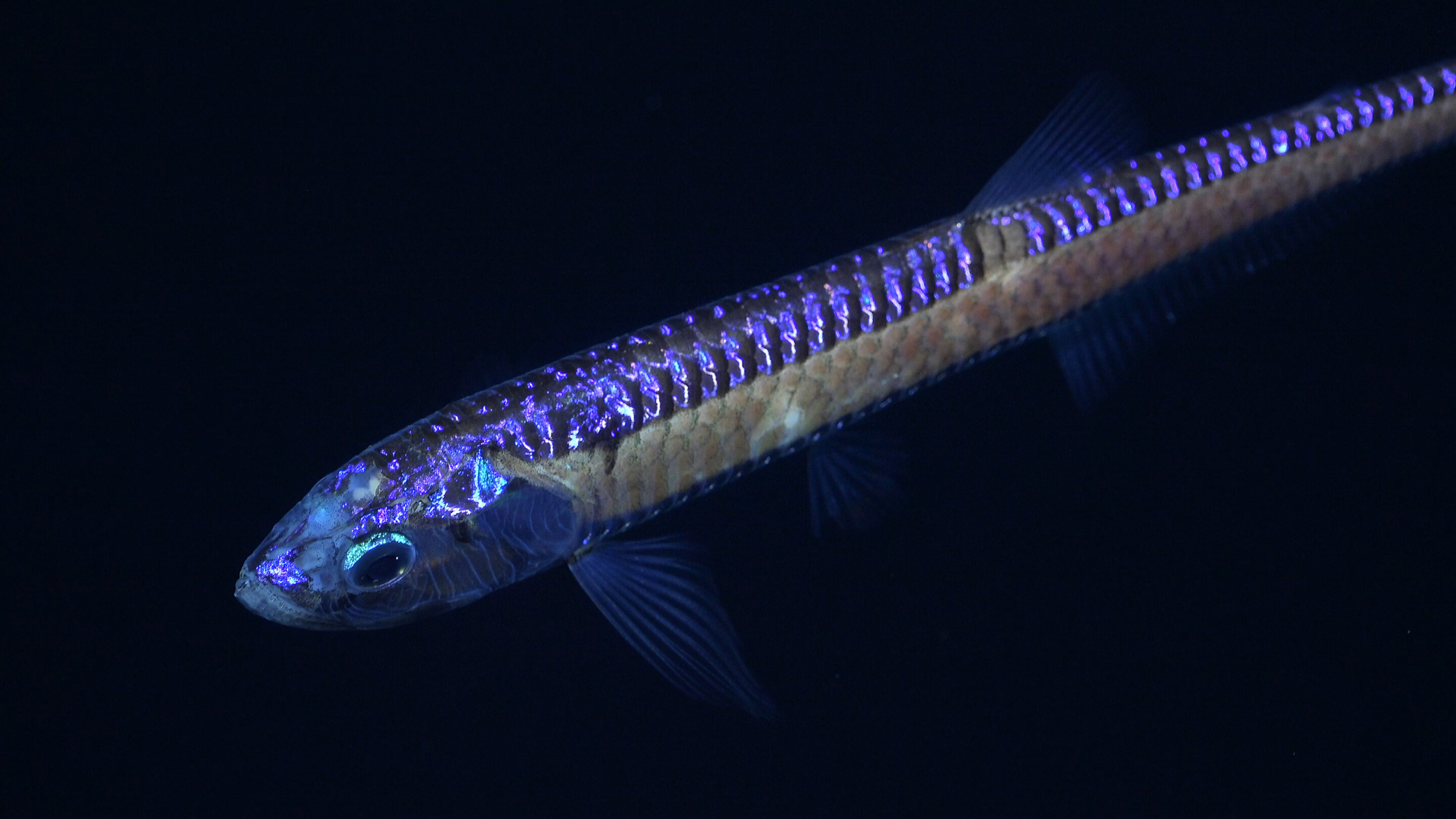 International research team discovers more than 50 new marine species